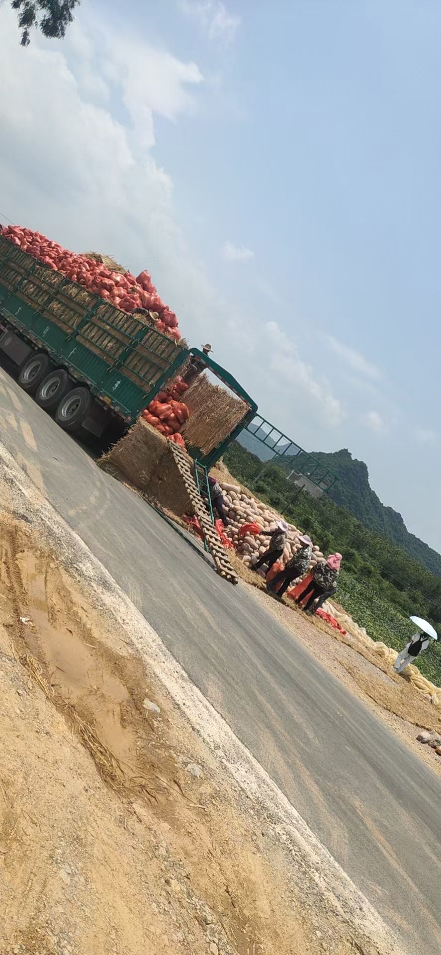 金香泰国癞可丽南瓜  南瓜