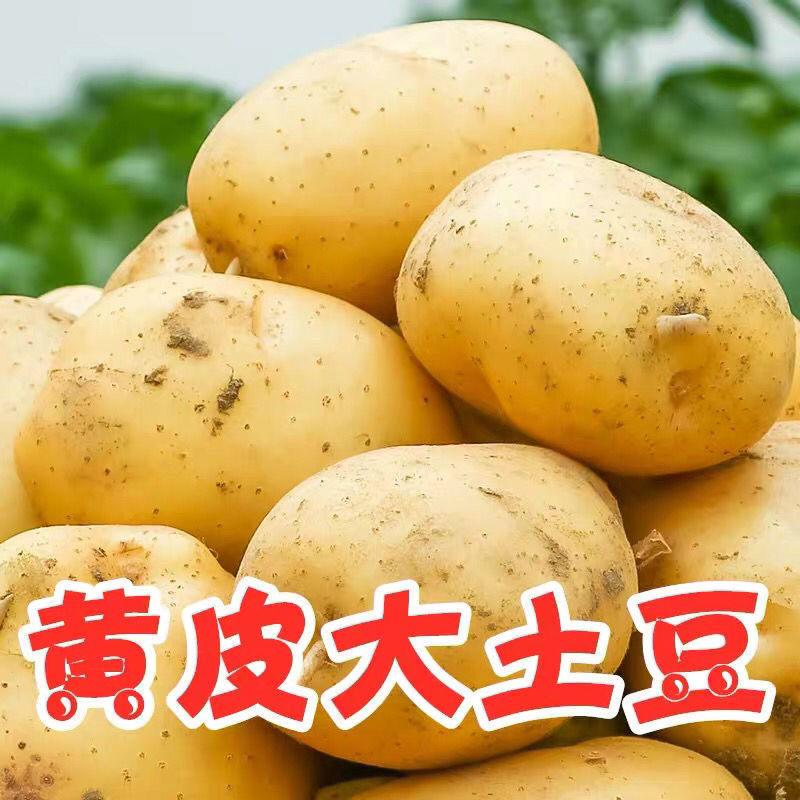 荷兰15  土豆 荷兰土豆。山东土豆产地。荷兰十五土豆。黄心