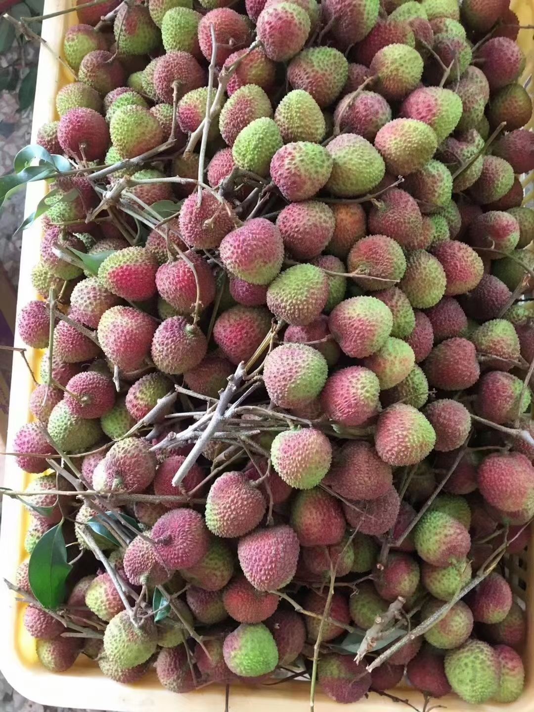 妃子笑荔枝  高州妃子笑，一骑红尘妃子笑，无人知是荔枝来。
