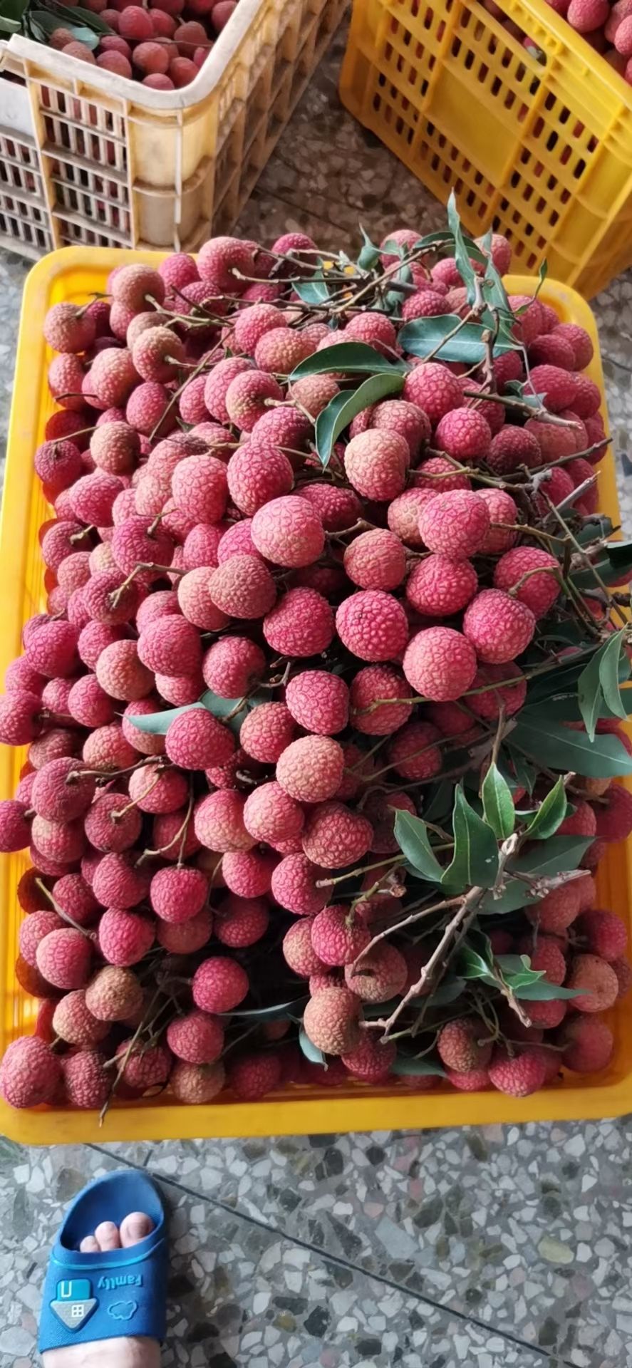 白糖罂荔枝  白糖罂