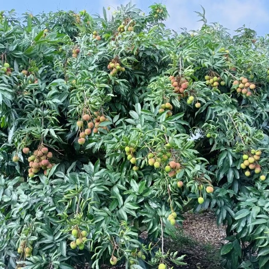 廉江市妃子笑荔枝 找采购商《荔枝》