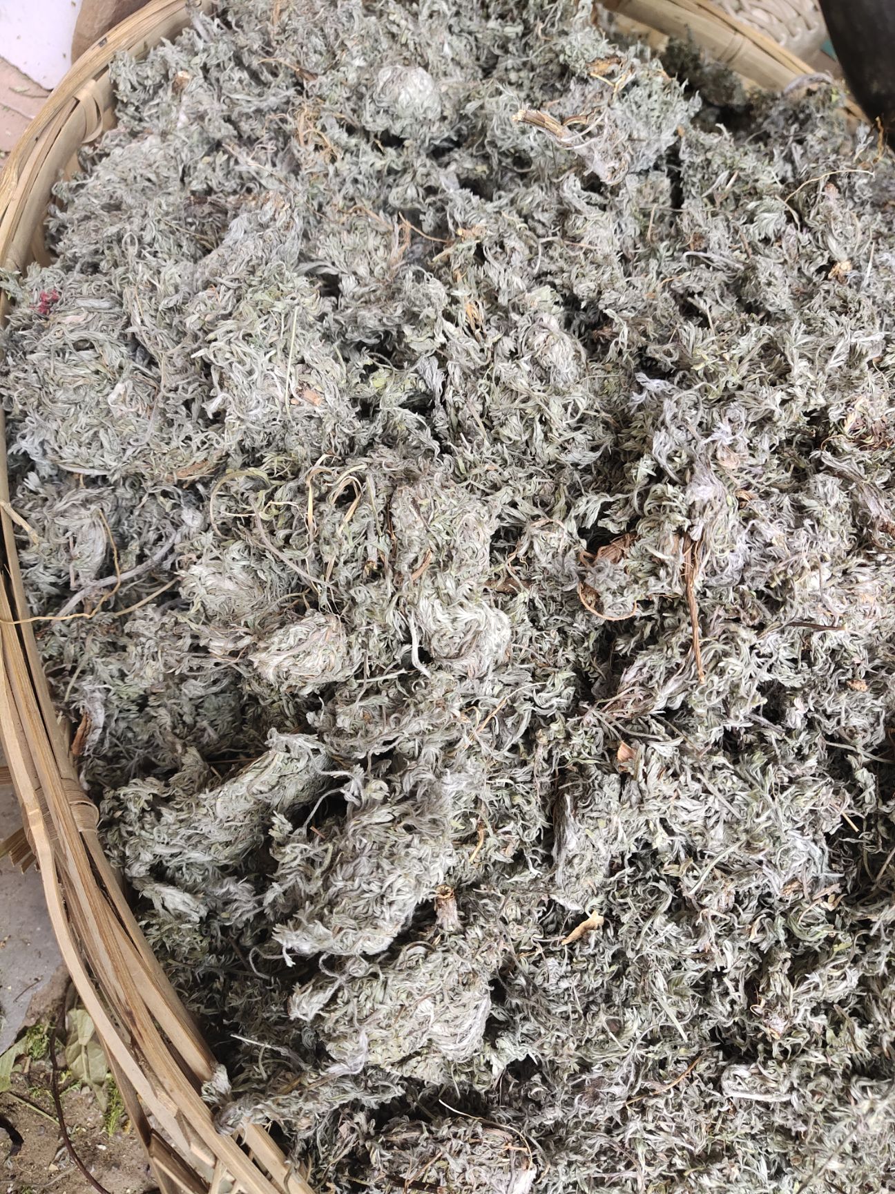 2021新货云南中药材茵陈 三月茵陈锦茵陈茵陈茶白蒿 5