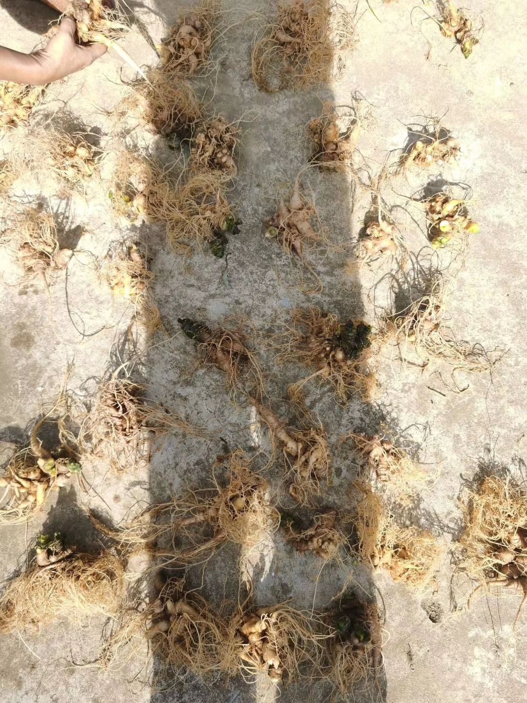 黑三七