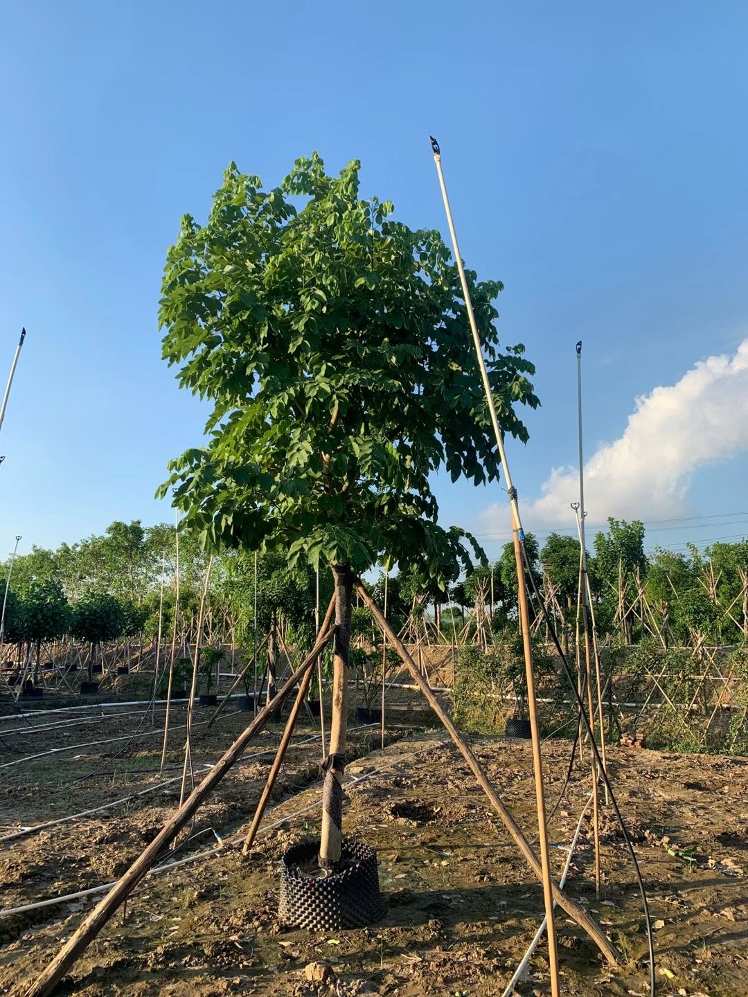 腊肠树 15~18公分公分袋苗假植苗大量出售供应