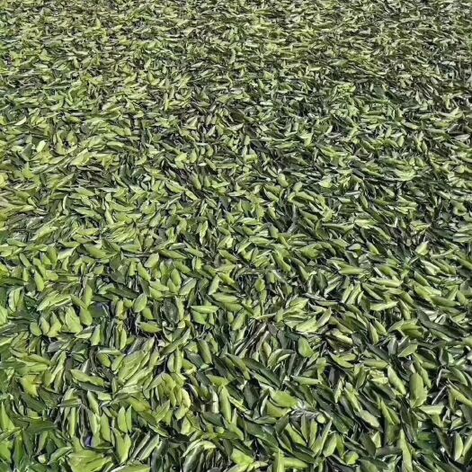 惠州 沉香茶