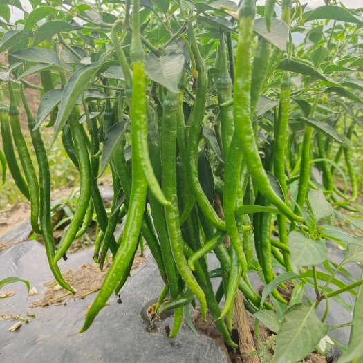 盈江县 线椒