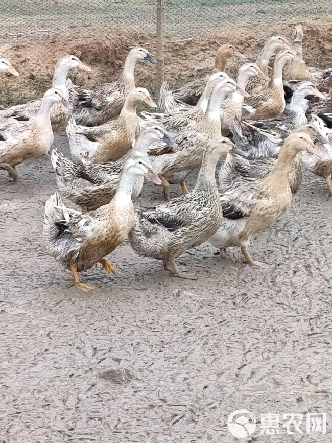 淘汰鸭  长期供应淘汰麻鸭，有需要老板联系