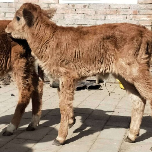 改良黄牛犊