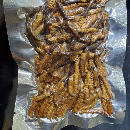 西宁冬虫夏草 ＃2021鲜草 大断草  新鲜出炉，优惠、实惠、放心使用！