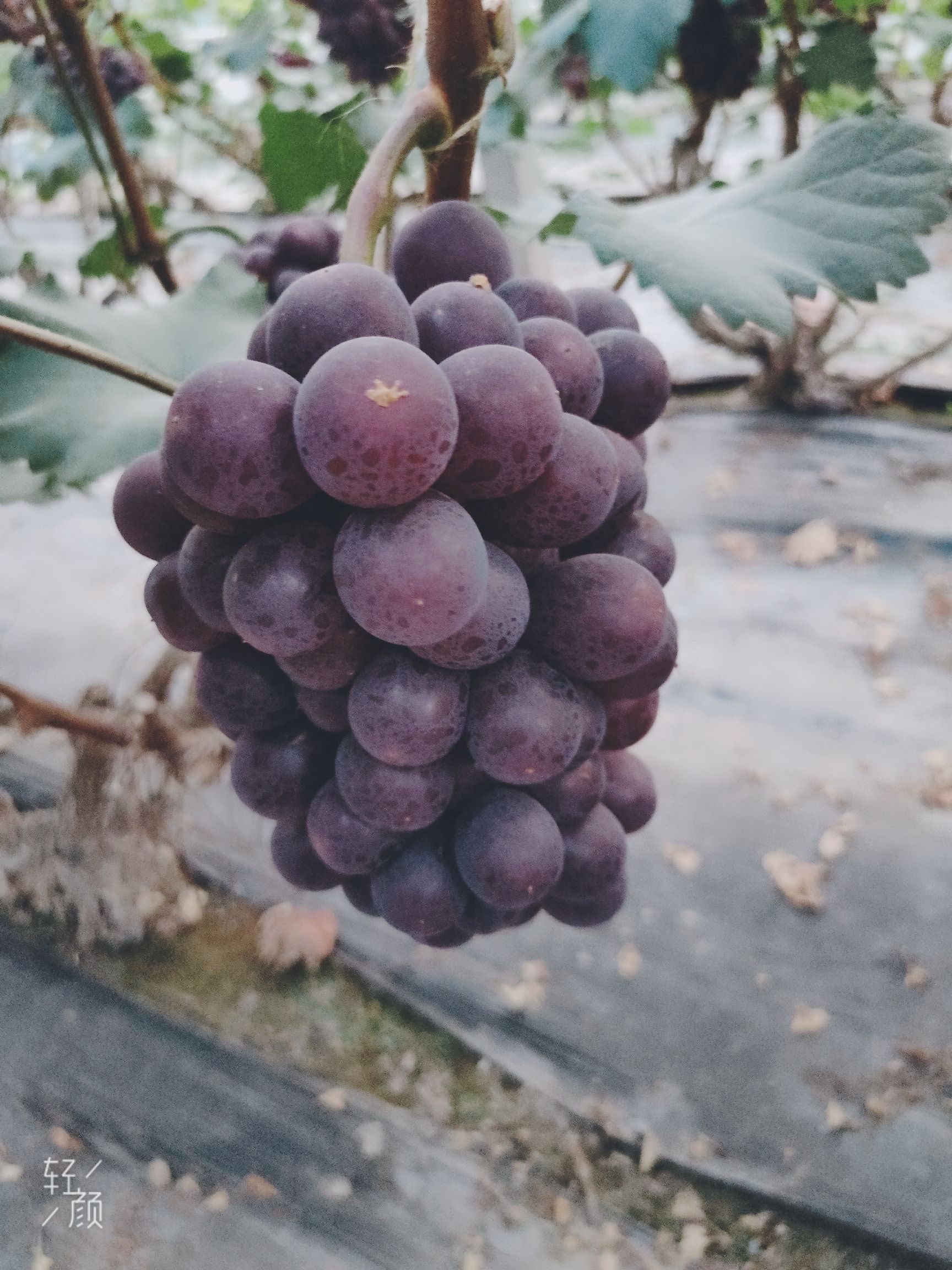 夏黑葡萄 大量供应精品无籽葡萄品种多，如，红无核，乒乓球，维多利亚夏黑