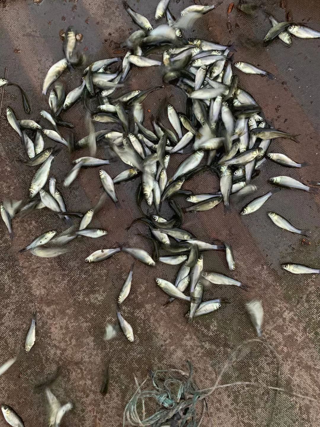 黄金鲩  长沙抗病毒草鱼夏花