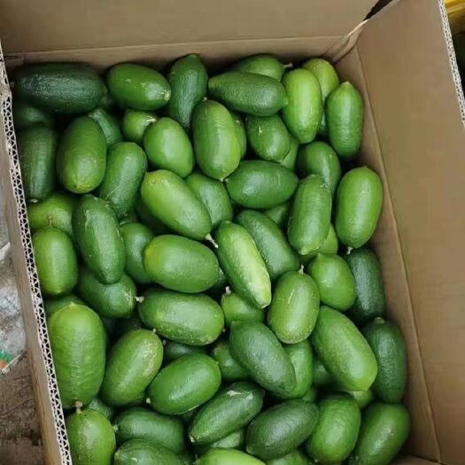 博罗县香水柠檬 香水价格漂亮