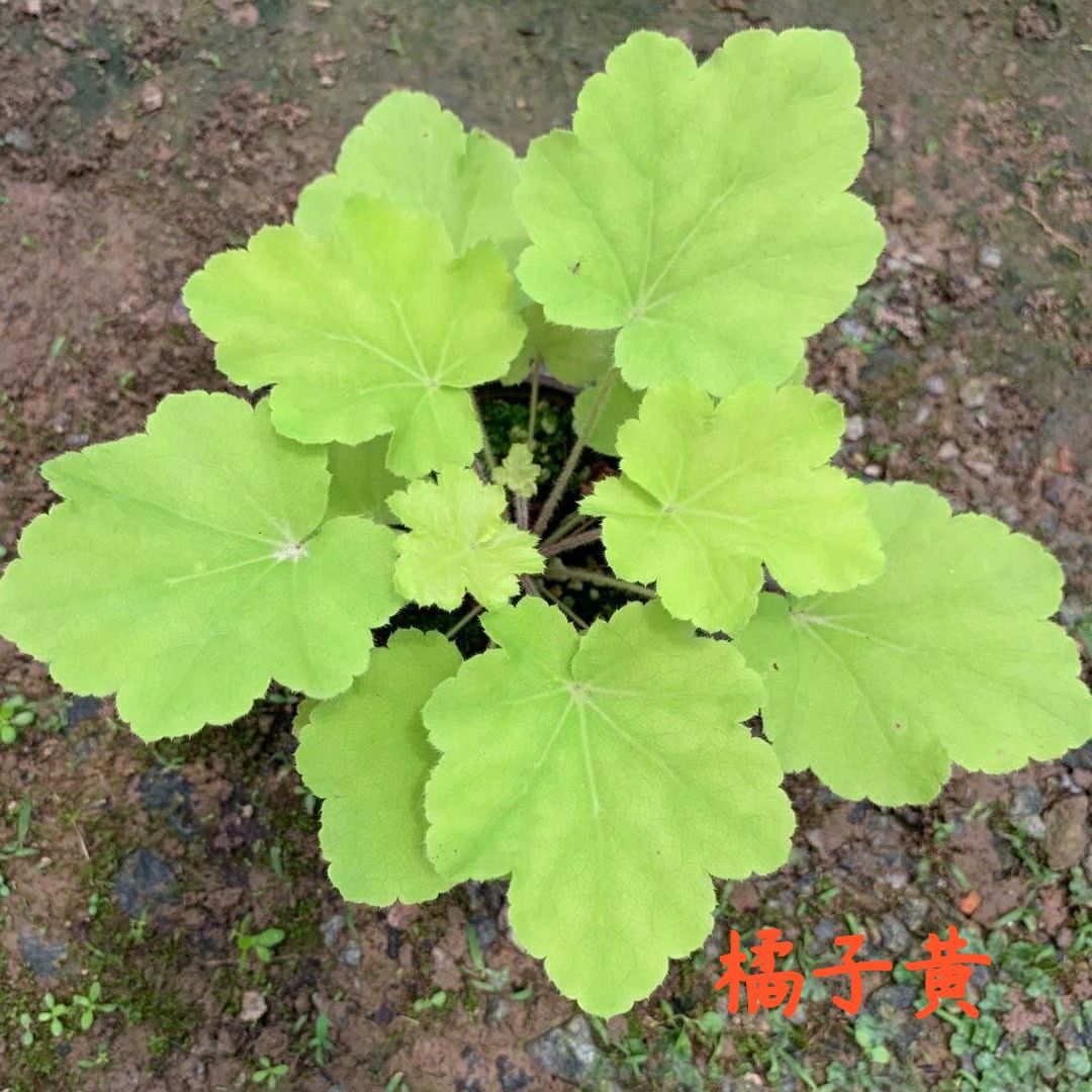 矾根，矾根种苗105孔穴盘苗，根系发达，多品种可选，工厂直发