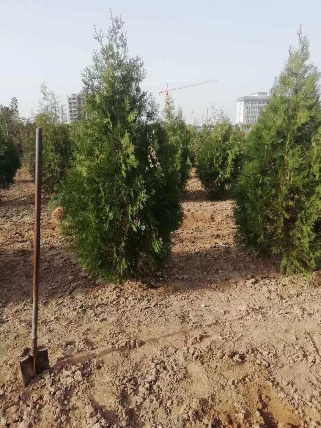 圆枝侧柏  侧柏