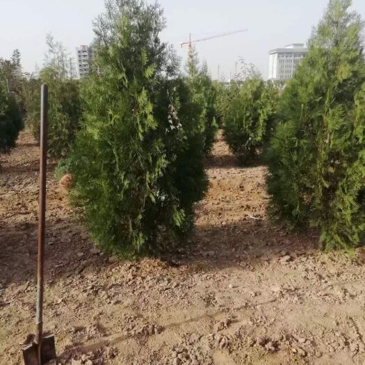 扶风县圆枝侧柏  侧柏