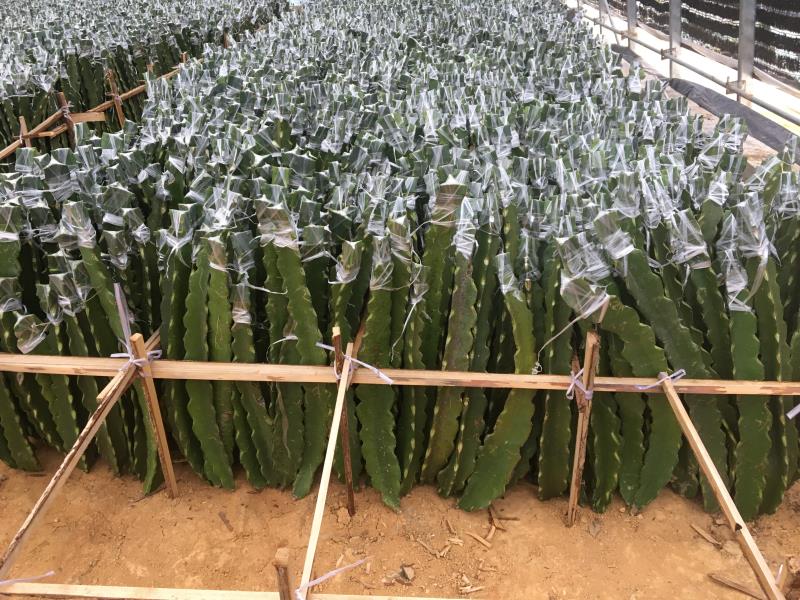 厄瓜多尔黄龙火龙果苗  提供嫁接服务   火龙果苗嫁接  燕窝果嫁接现场服务