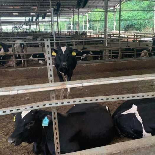 云浮大量供应400kg以上安格斯肉杂牛。良种，可续养母本