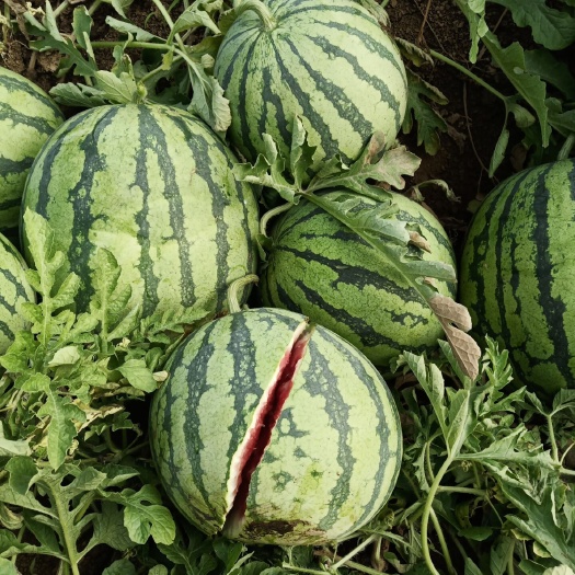 【热销】8424西瓜 大棚西瓜薄皮麒麟瓜 报熟包甜 产地直供