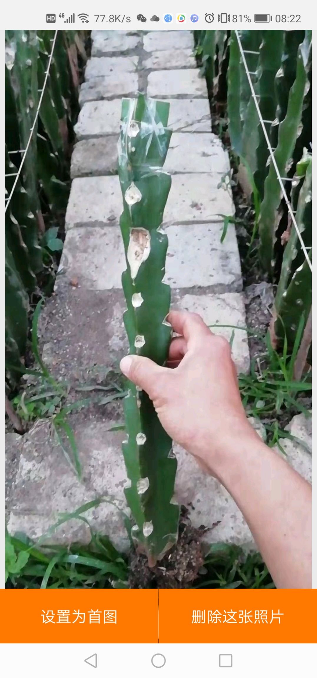 厄瓜多尔黄龙火龙果苗  提供嫁接服务   火龙果苗嫁接  燕窝果嫁接现场服务