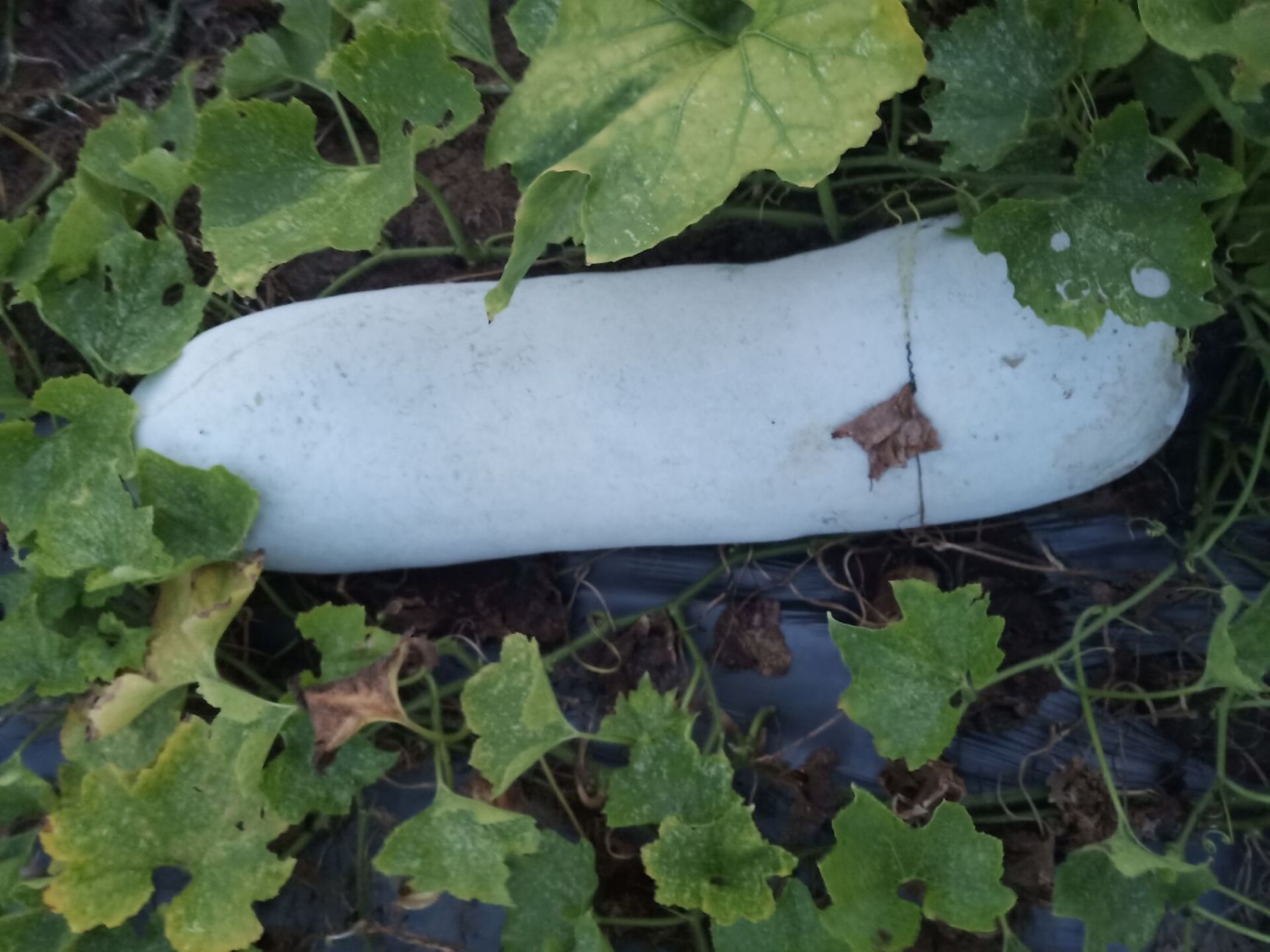 精品白皮冬瓜产地直销大量供应需要的老板联系