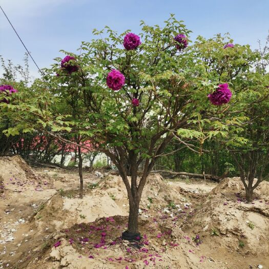 康乐县 出售紫斑百年牡丹树