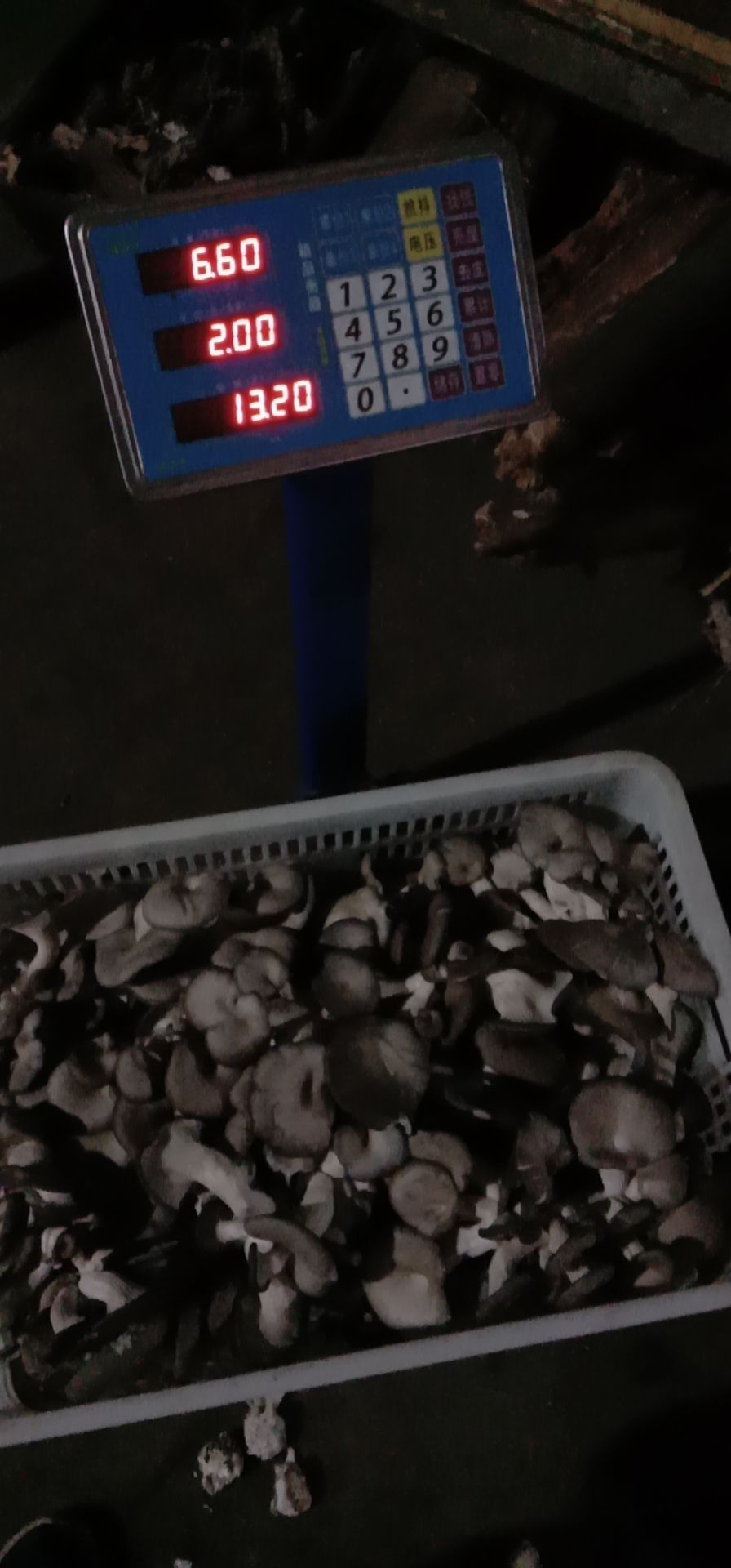 干平菇 富硒平菇干货
