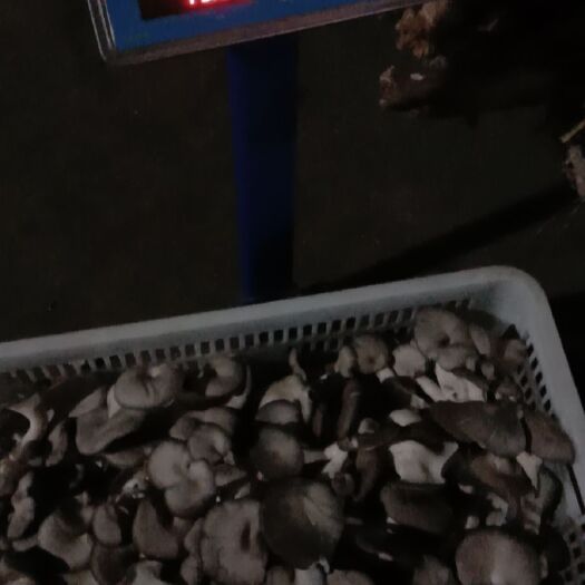 奉新县干平菇 富硒平菇干货