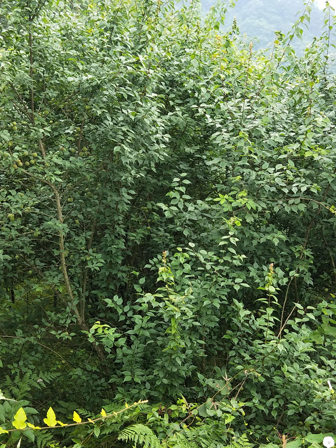  青梅