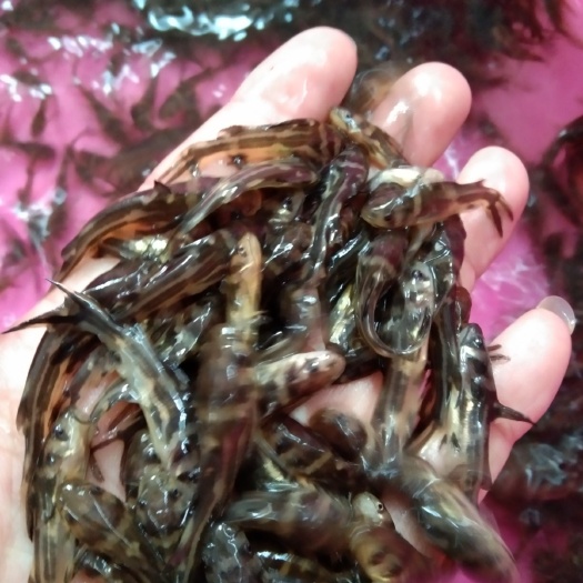 南宁黄颡鱼苗，黄骨鱼苗/黄辣丁，优质快大，科技兴渔，求实创新。