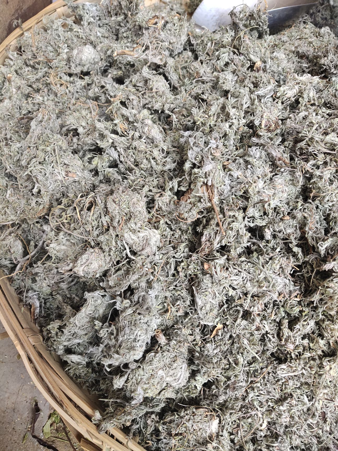 2021新货云南中药材茵陈 三月茵陈锦茵陈茵陈茶白蒿 5