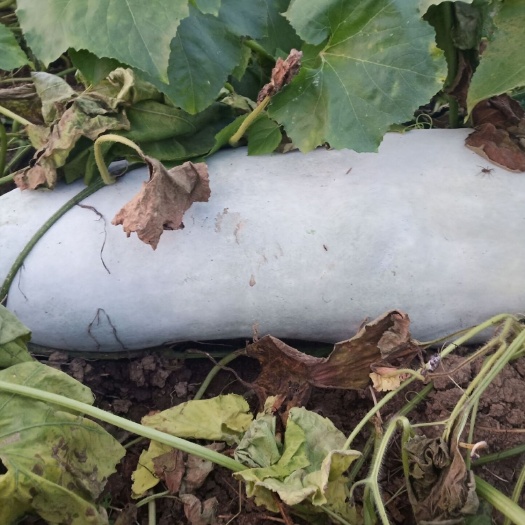 精品白皮冬瓜产地直销大量供应需要的老板联系