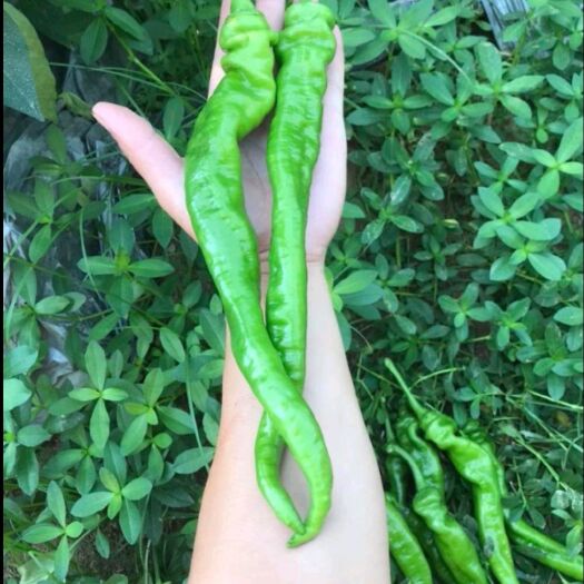 深圳线椒 湖南辣椒，个长价美