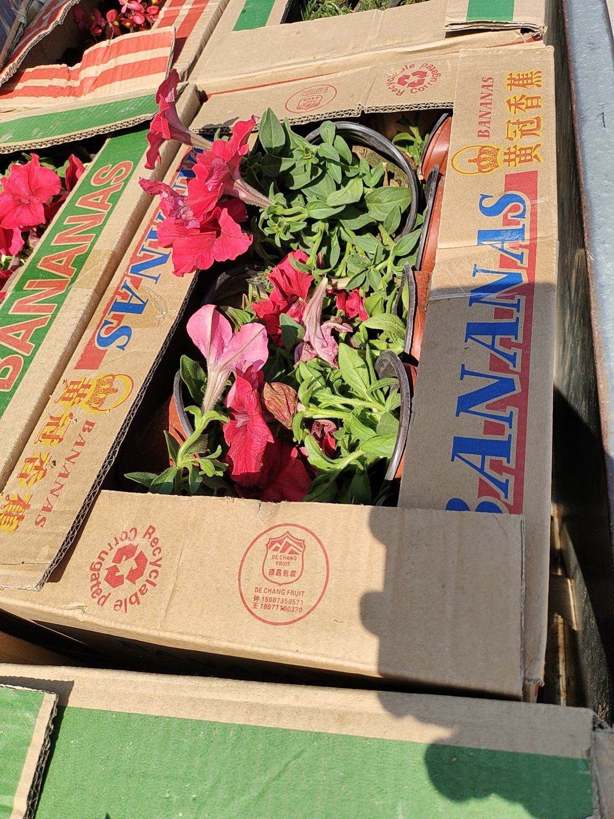 矮牵牛  牵牛花