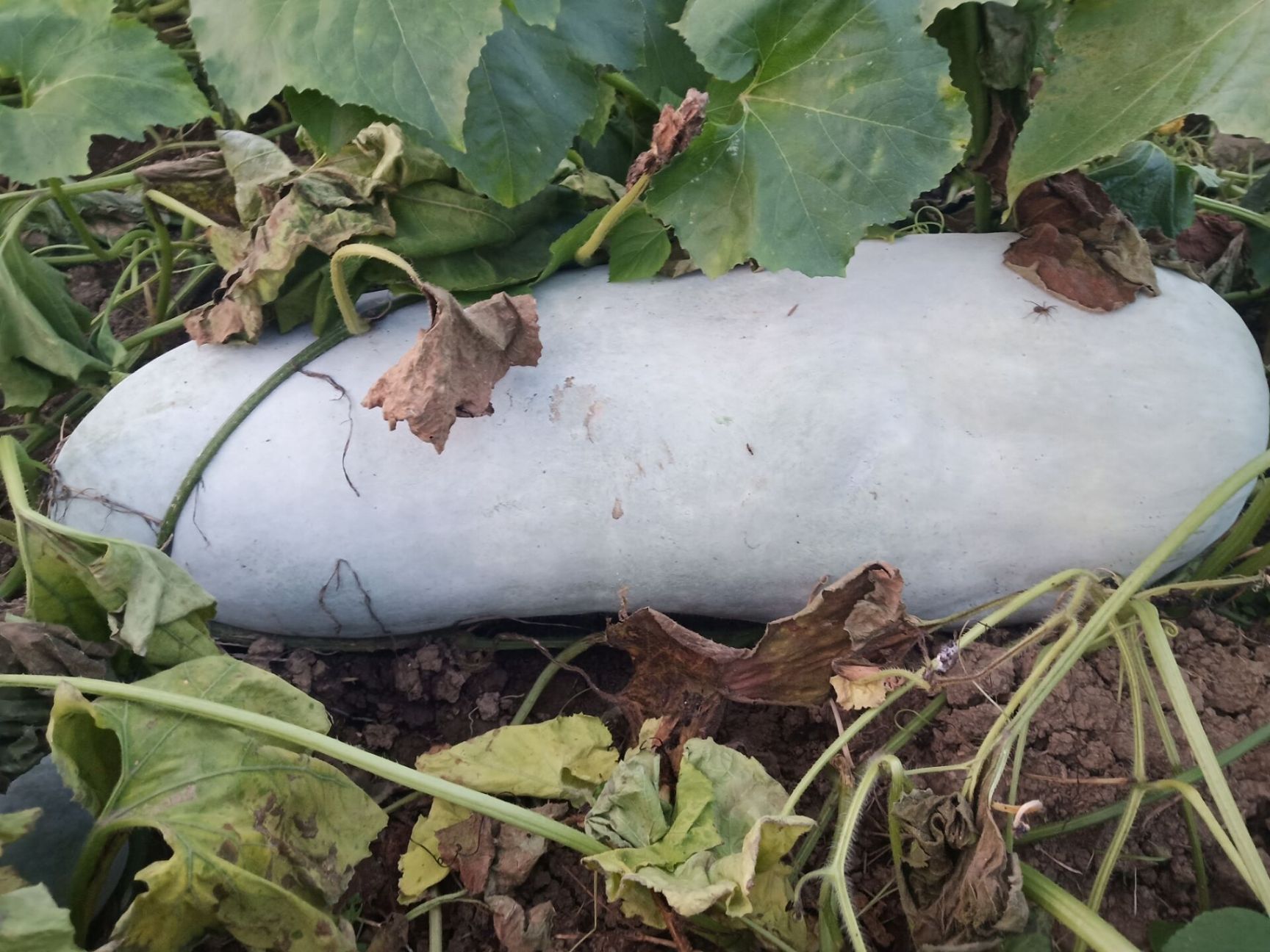 精品白皮冬瓜产地直销大量供应需要的老板联系
