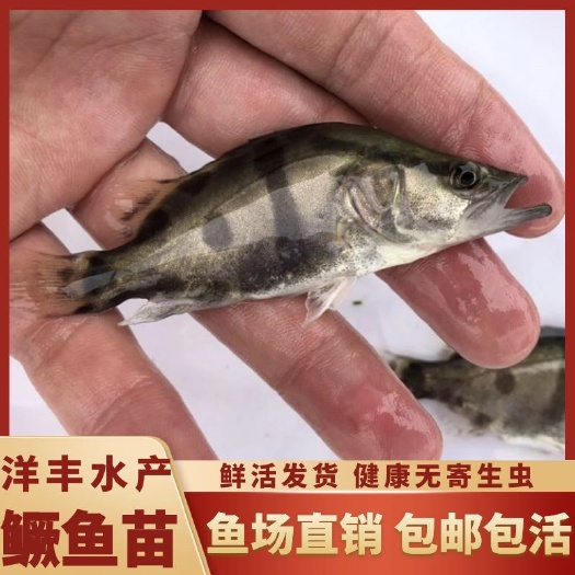 广州2022鳜鱼苗 桂鱼苗 桂花鱼苗淡水翘嘴鳜鱼苗肉食性路亚季花