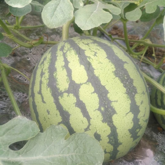【热销】8424西瓜 大棚西瓜薄皮麒麟瓜 报熟包甜 产地直供