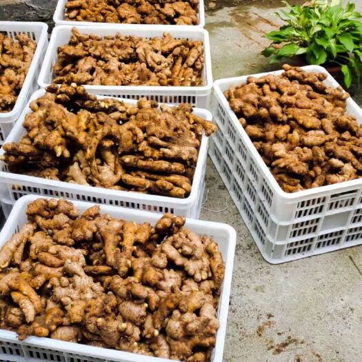 湄潭县 清库处理精品小黄姜