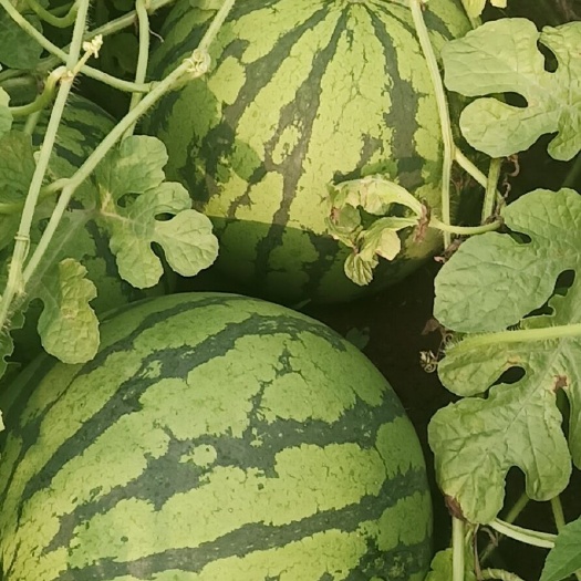 【热销】8424西瓜 大棚西瓜薄皮麒麟瓜 报熟包甜 产地直供
