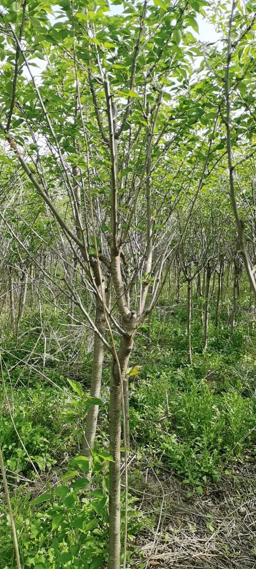 染井吉樱  高干樱花