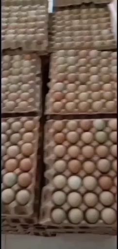 山鸡蛋 食用 箱装 