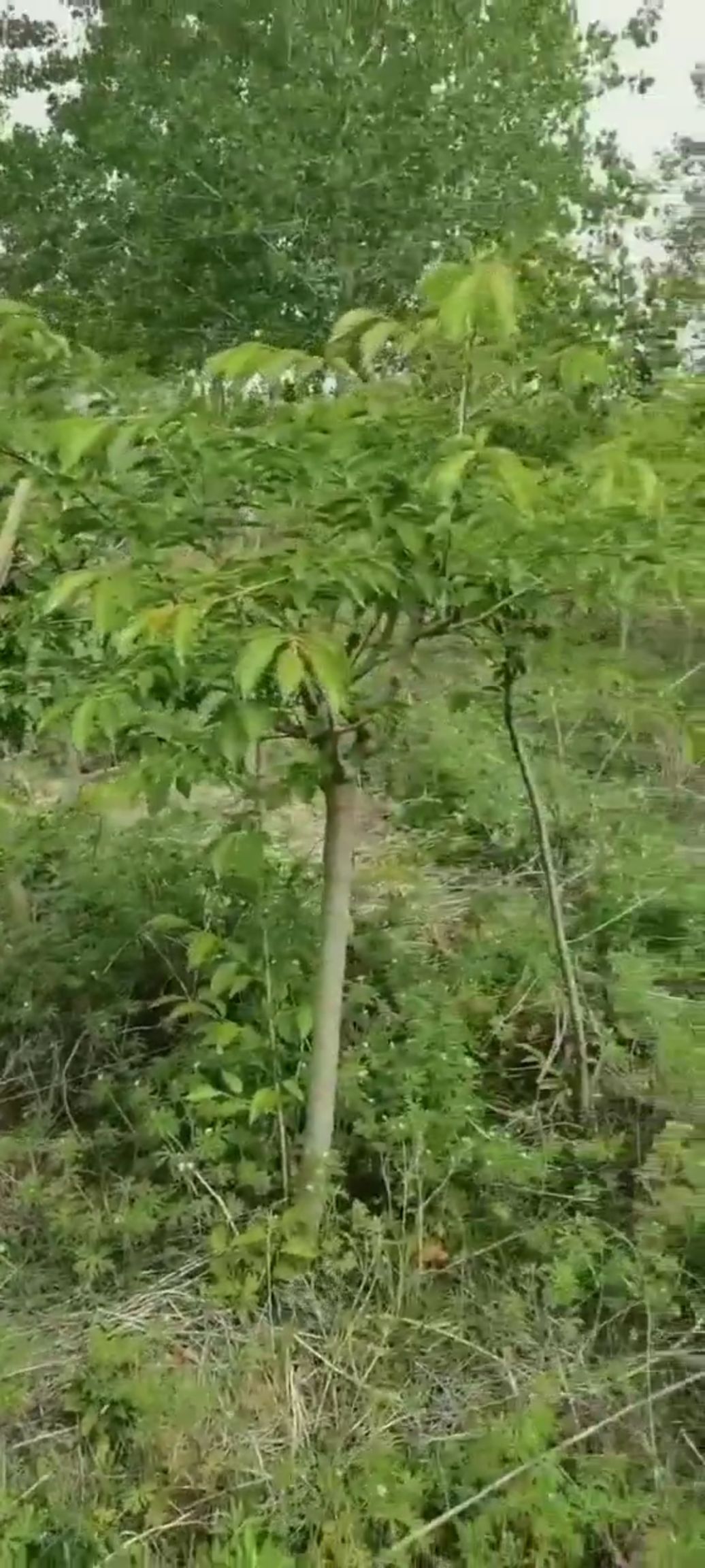 染井吉樱  高干樱花