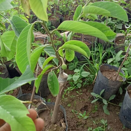 珠海释迦果苗  释迦果树苗林檎苗 番荔枝苗嫁接苗佛陀果ap释迦 凤梨释迦