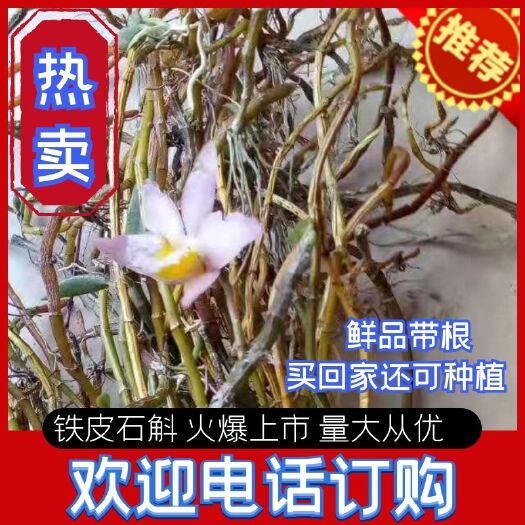 武宣县悬崖铁皮石斛