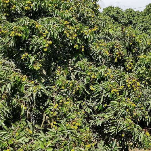 博罗县桂味荔枝  桂味己经开始白腊色，预计6月8日左右上市