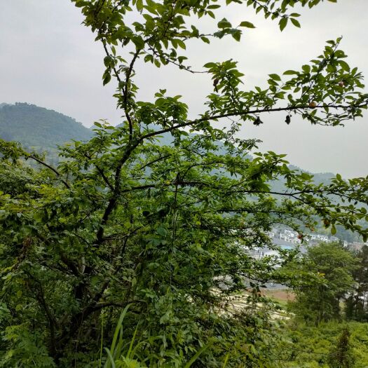 平塘县蜂糖李 贵州平塘县两百亩四月李子已经成熟，需要的老板可联系
