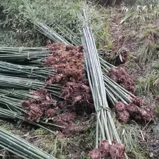 雅安刚竹 雅安基地直销，货源充足