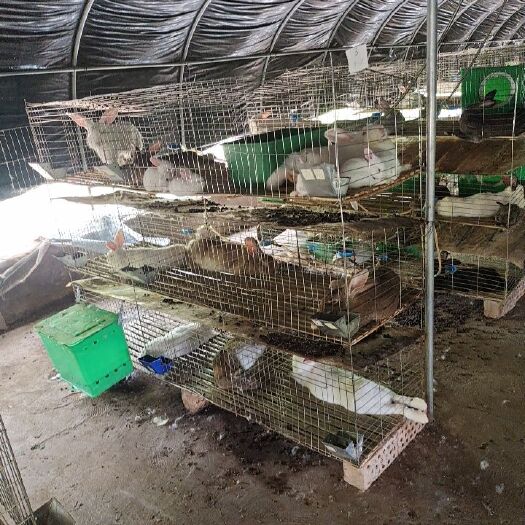 中牟县肉兔 5斤以上 