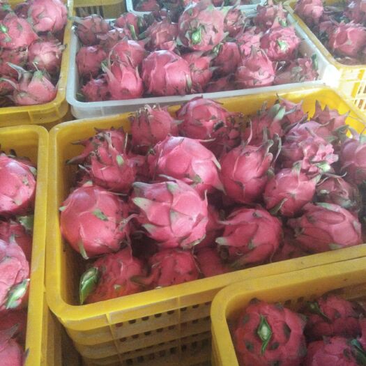 乐东县火龙果