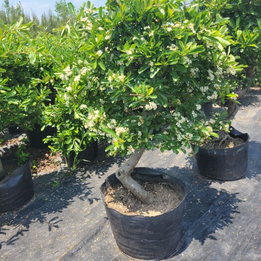 新沂市火棘盆栽  火棘老桩  火棘盆景  火棘吉祥果盆景