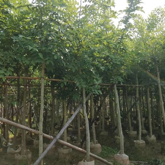 腊肠树截杆袋苗大量出售广东苗木种植产地出售，价格优惠成活率高